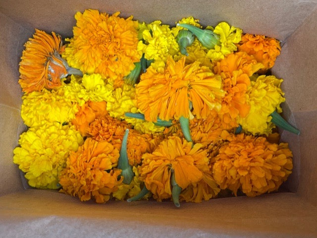 Celebrate the Creative!  Marigold dyeing with Children