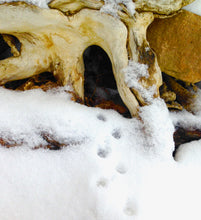 The 3-day Free Online Challenge Course - Creating Outdoor Shelter Puppet Stories for Children November 10,11,12